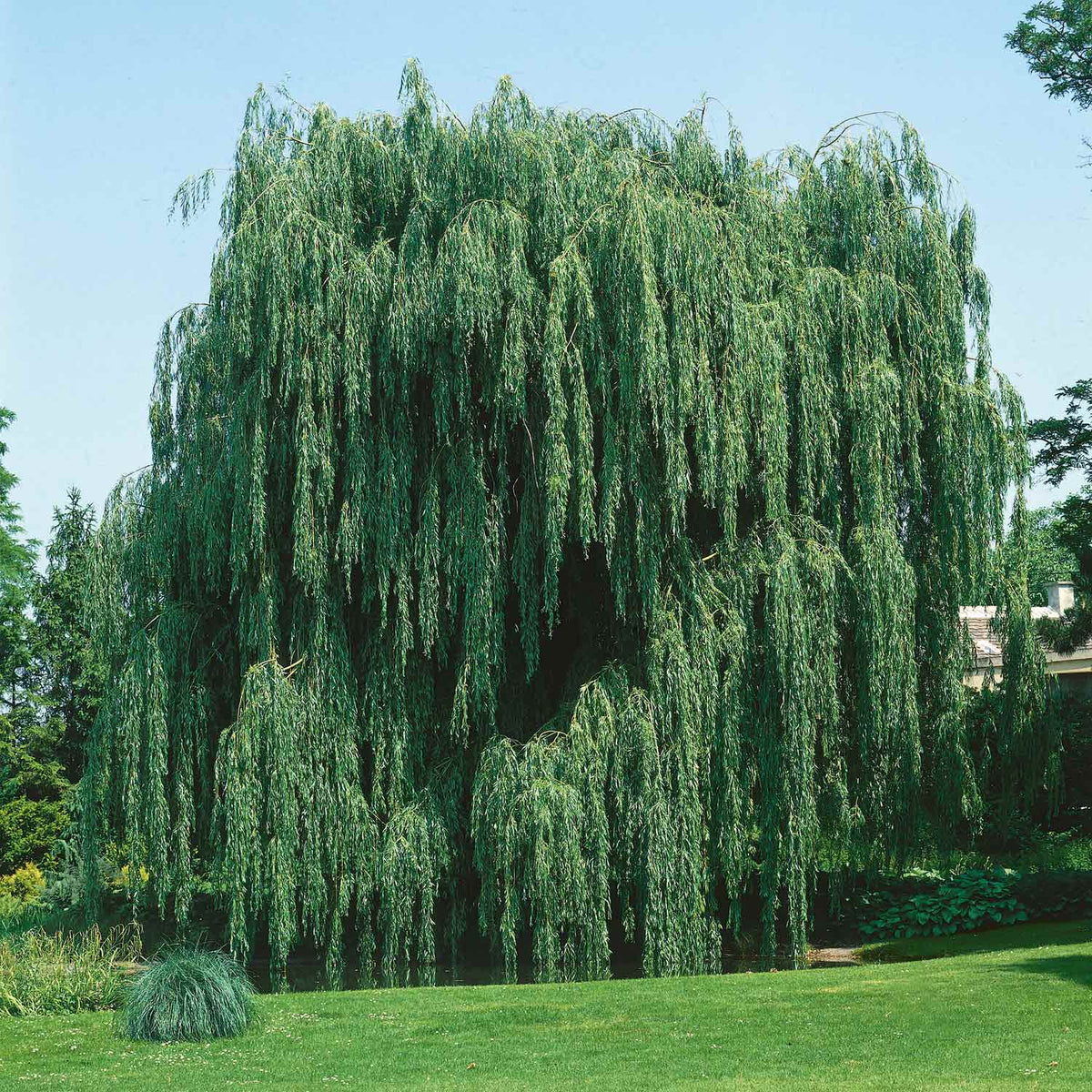 Salix Chrysocoma 'Weeping Willow' - Bare Root Tree | Buy Salix Trees ...