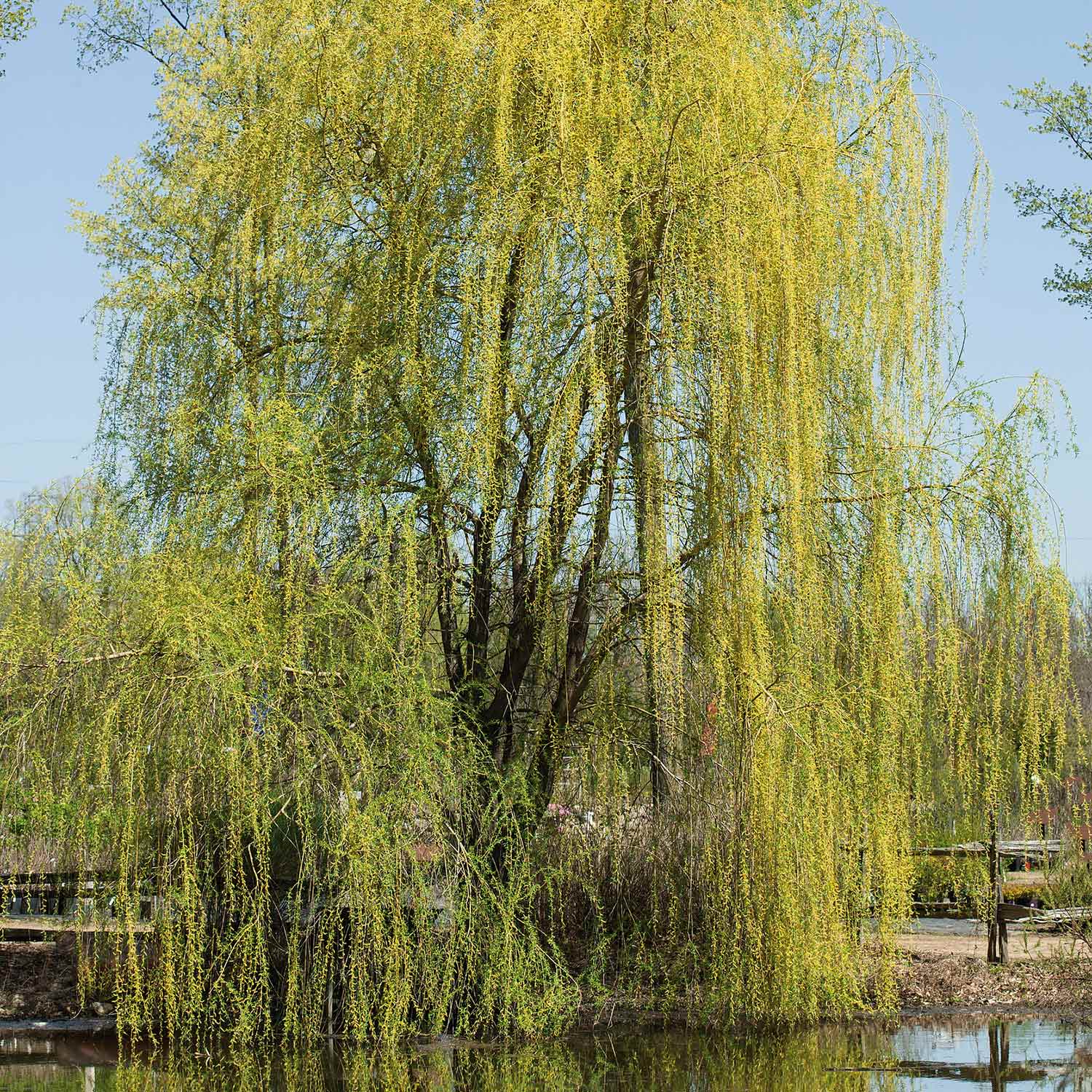 Salix Chrysocoma 'Weeping Willow' - Bare Root Tree | Buy Salix Trees ...