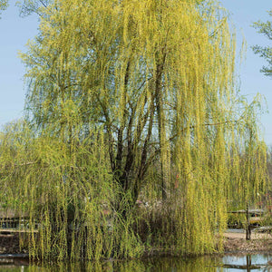 Golden Weeping Willow (Salix x sepulchralis 'Chrysocoma') in Union