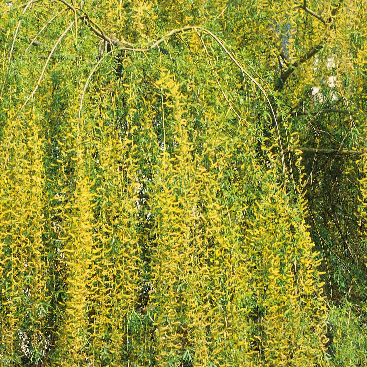 Salix 'Weeping Willow' Bare Root Tree Buy Salix Trees