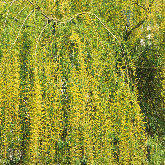 Salix 'Weeping Willow' Bare Root Tree Buy Salix Trees