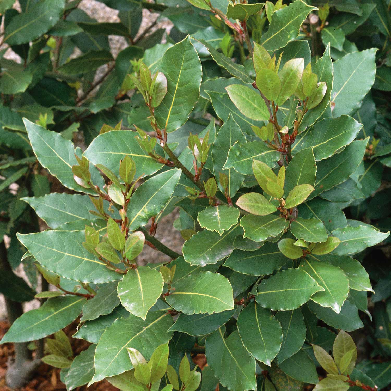 Pyramid Bay Tree (Laurus Nobilis) 100cm Buy Bay Trees Online Bay Trees for Sale Marshalls