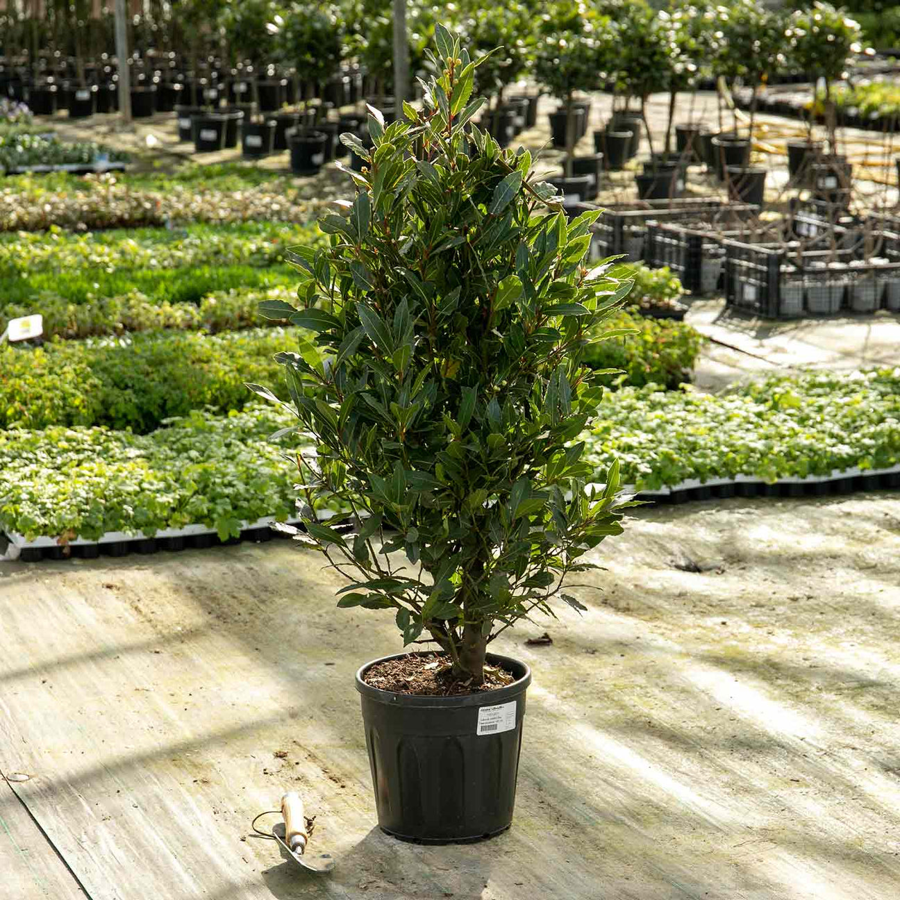 Pyramid Bay Tree (Laurus Nobilis) 100cm Buy Bay Trees Online Bay