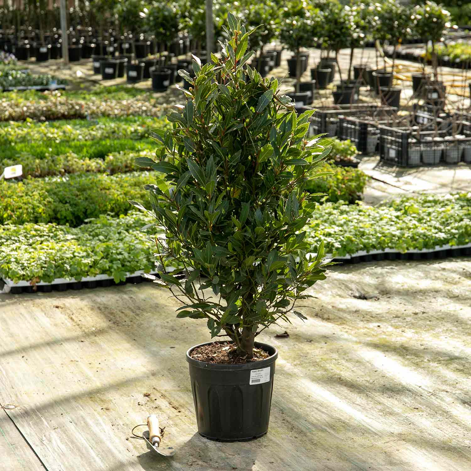 Pyramid Bay Tree (Laurus Nobilis) 100cm | Buy Bay Trees Online | Bay ...