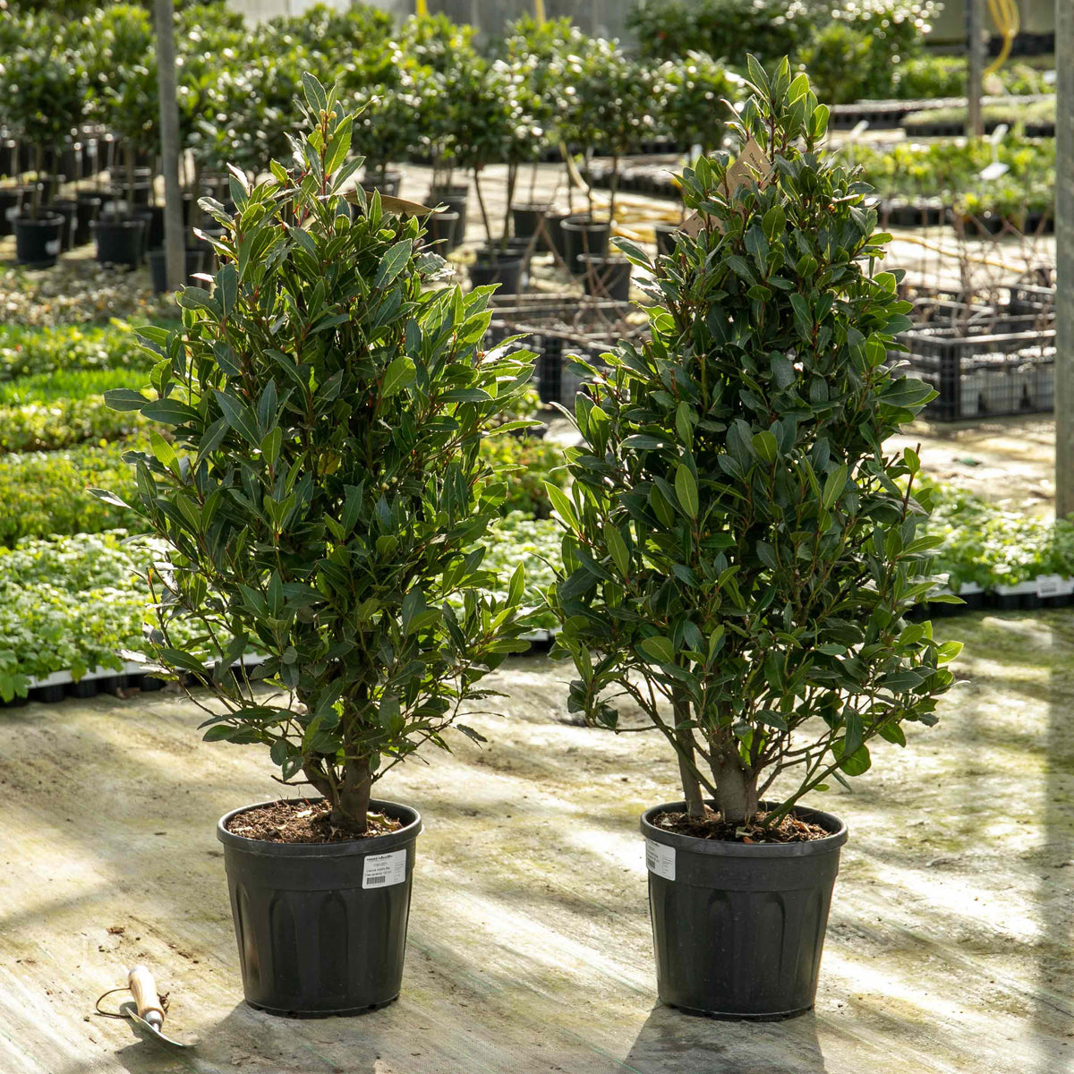 Pyramid Bay Tree (Laurus Nobilis) 100cm x2 | Buy Bay Trees Online | Bay ...