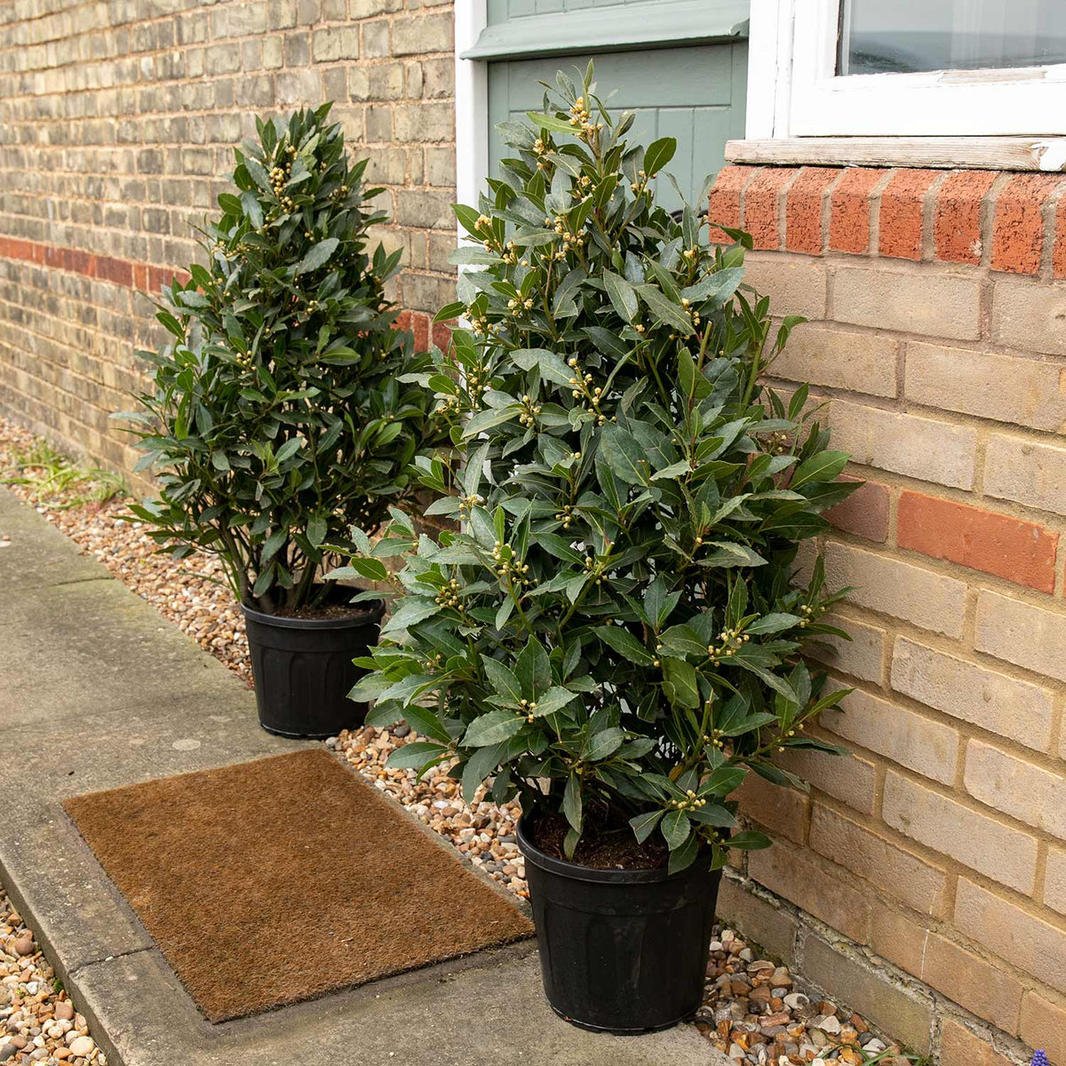 Pyramid Bay Tree (Laurus Nobilis) 100cm x2 Buy Bay Trees Online Bay