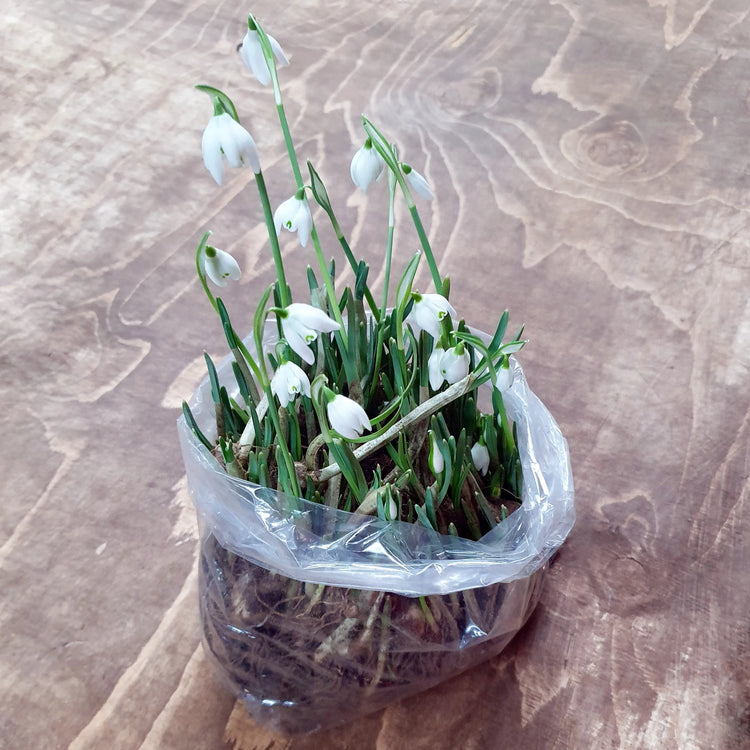 Double Snowdrop Bulbs in the Green 'Flore Pleno'