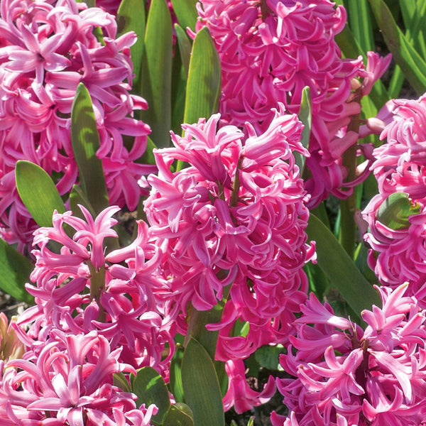 Hyacinth 'Pink Pearl' - Indoor Bulbs