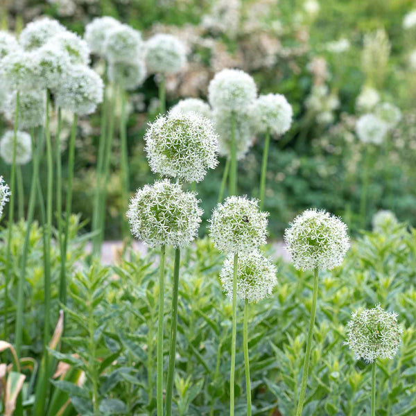 Allium 'Mount Everest' - 3 Bulbs