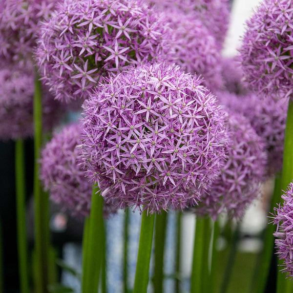 Allium 'Globemaster' - 3 Bulbs