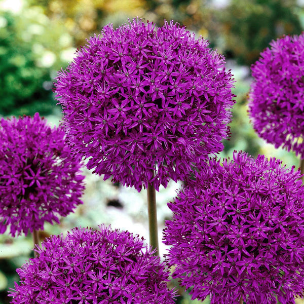 Allium 'Purple Sensation' - 10 Bulbs