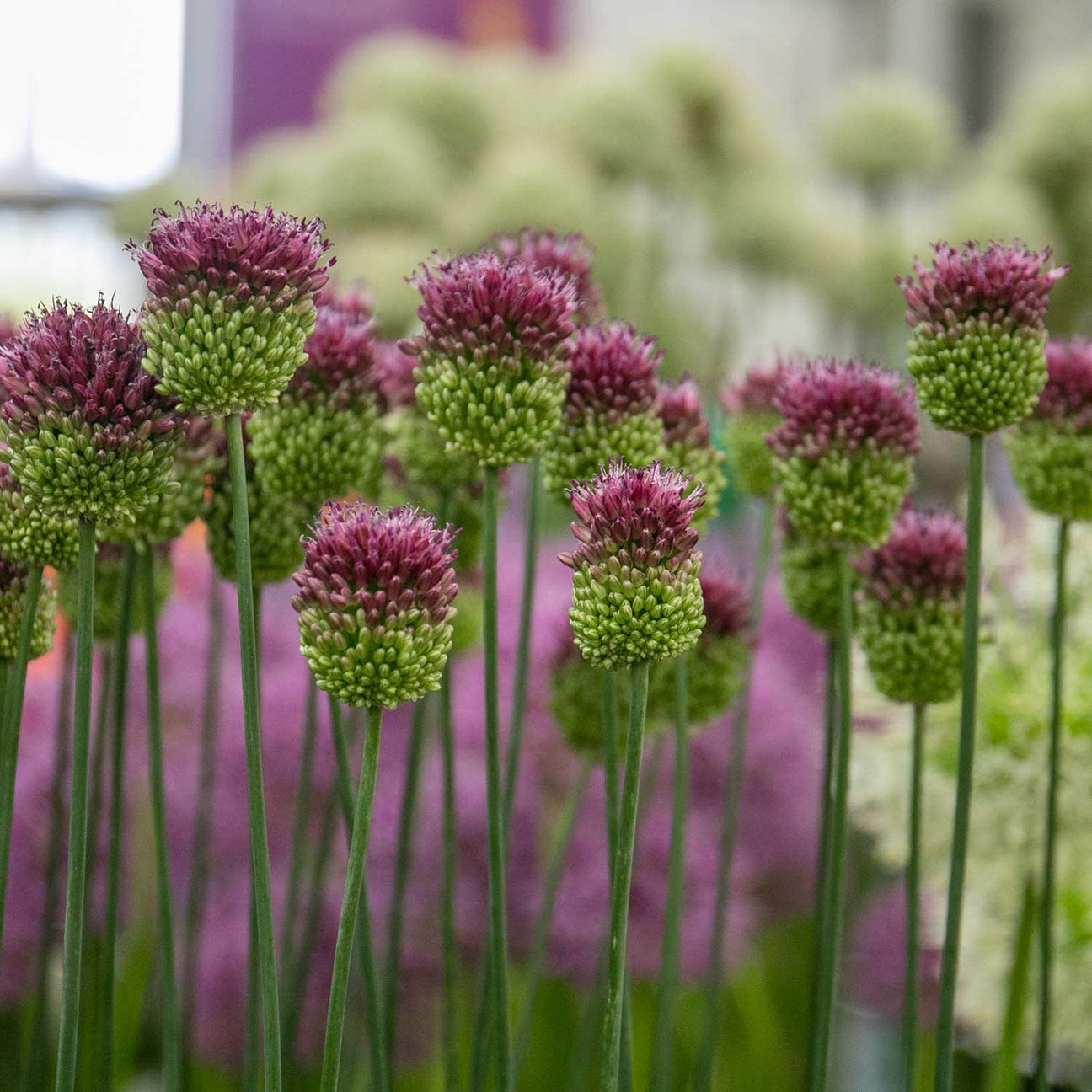 Buy Allium sphaerocephalon 50 Bulbs Online | Marshalls – Marshalls Garden