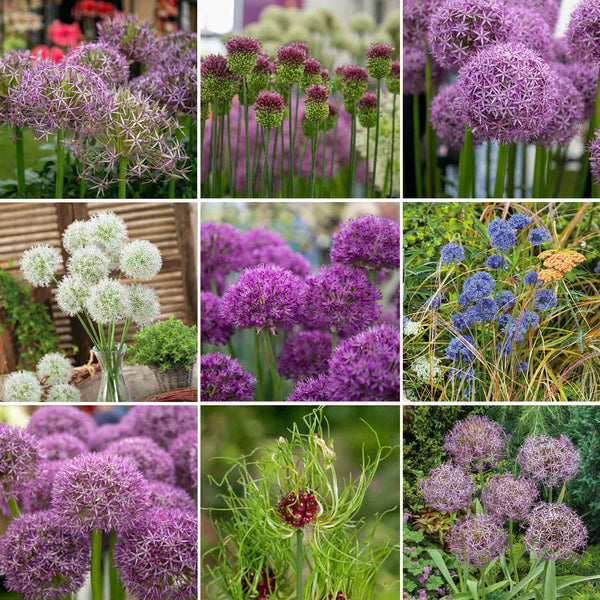 Marshalls Allium Selection - 60 Bulbs