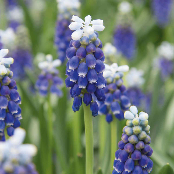 Muscari 'Touch of Snow' - 25 Bulbs