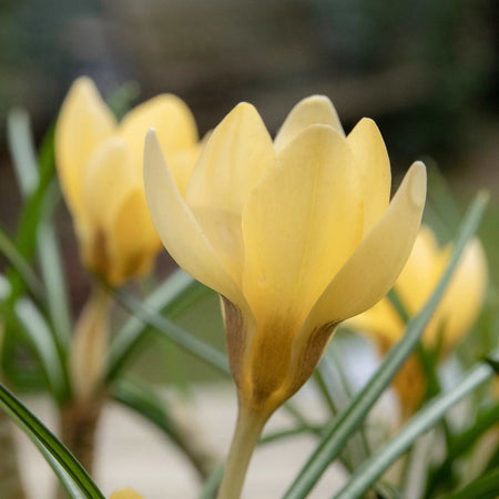 Crocus Corms 'Cream Beauty'