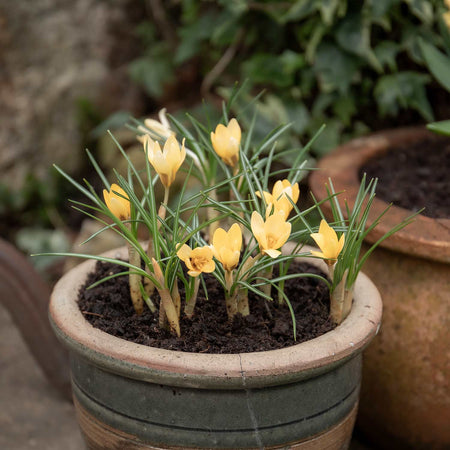 Crocus Corms 'Cream Beauty'