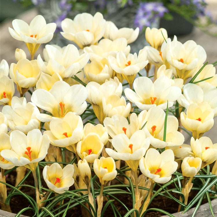 Crocus Corms 'Cream Beauty'