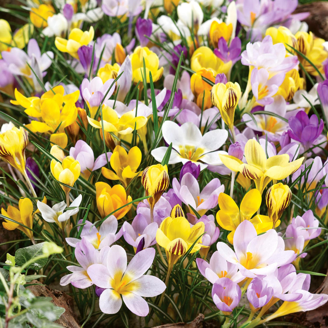 Crocus Bulbs | Buy Crocus Bulbs Online | Crocus Bulbs for Sale ...