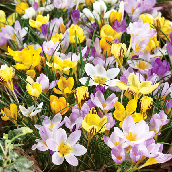 Crocus Mixed Species - 25 Bulbs