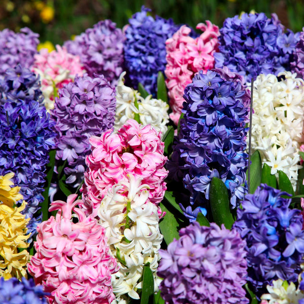 Hyacinths Mixed Selection - 20 Bulbs