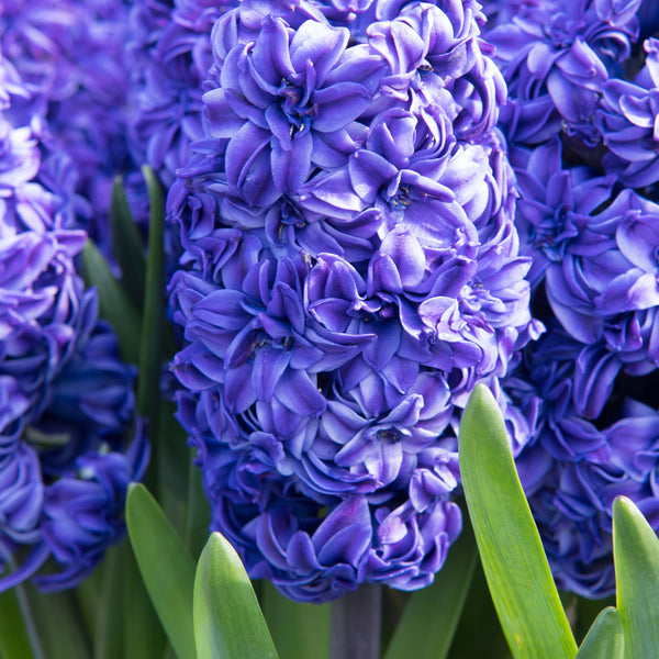 Hyacinth 'Royal Navy' - 6 Bulbs