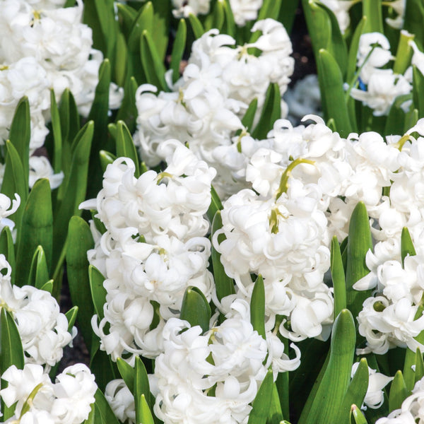 Hyacinth 'Snow Crystal' - 6 Bulbs