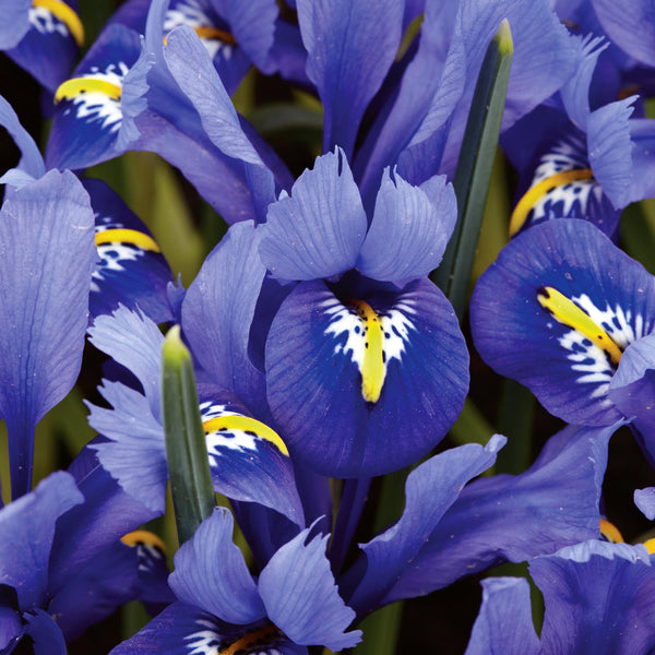 Iris reticulata 'Harmony' - 20 Bulbs