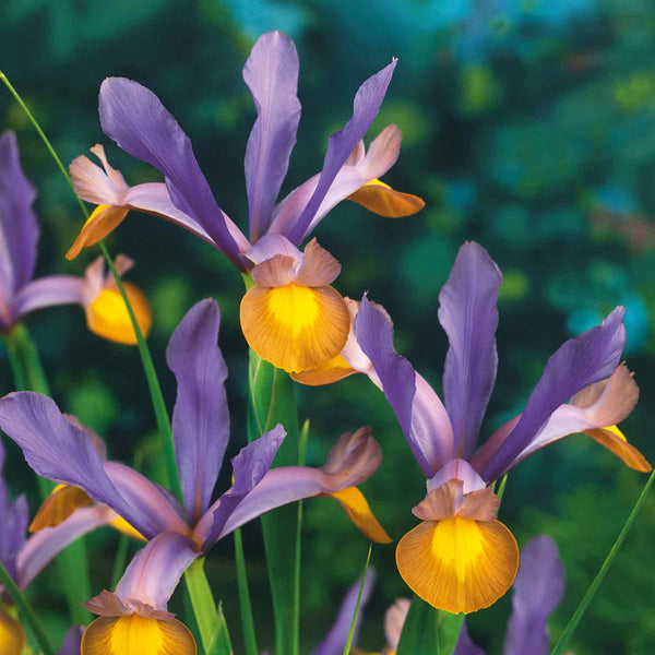 Iris Hollandica 'Frans Hals' - 20 Bulbs