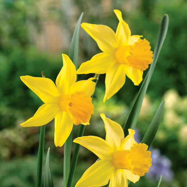 Narcissus 'February Gold' - 10 Bulbs