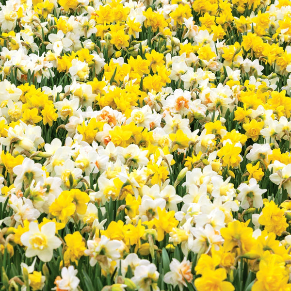 Narcissus Mixed 'Spring Shades' - 100 Bulbs