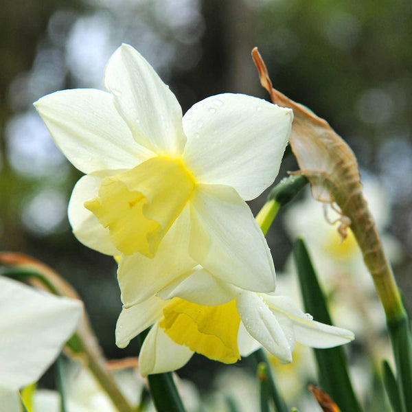 Narcissus 'Sail Boat' - 10 Bulbs