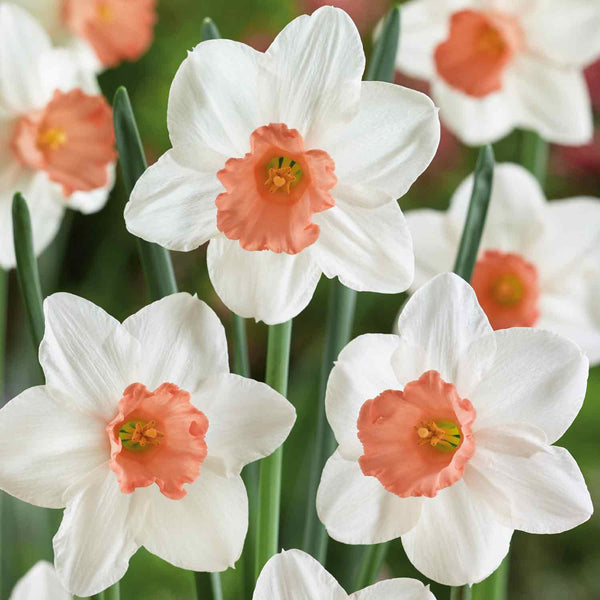 Narcissus 'Iwona' - 10 Bulbs