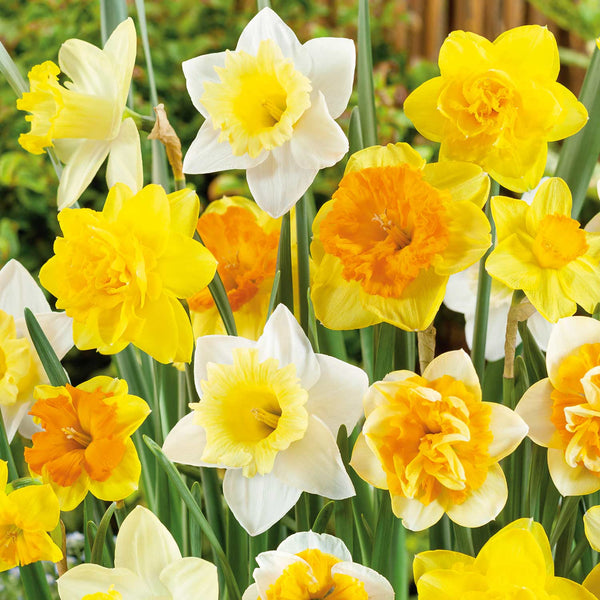 Narcissus Mix 'Yellow Shades' - 100 Bulbs