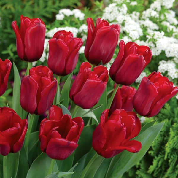 Tulip 'Seadov' - 10 Bulbs