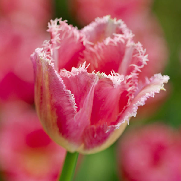 Tulip 'Fancy Frills' - 10 Bulbs