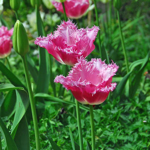 Buy Tulip Fancy Frills 10 Bulbs Online