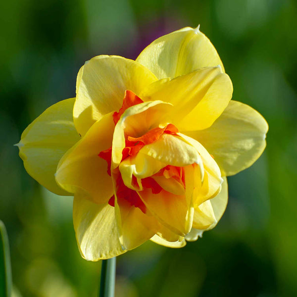 Narcissus 'Tahiti' - 10 Bulbs