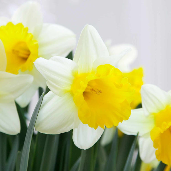 Narcissus 'Goblet' - 10 Bulbs