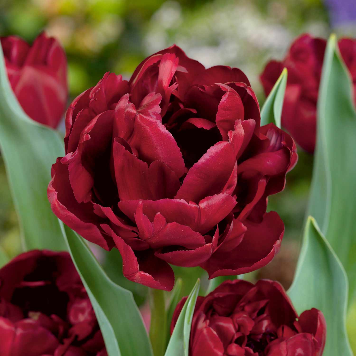 Tulip 'Antraciet' - 10 Bulbs | Buy Tulip Bulbs Online | Tulip Bulbs for ...