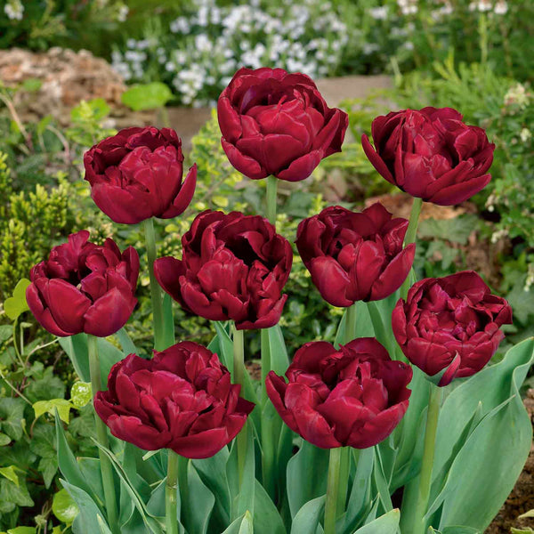 Tulip 'Antraciet' - 10 Bulbs