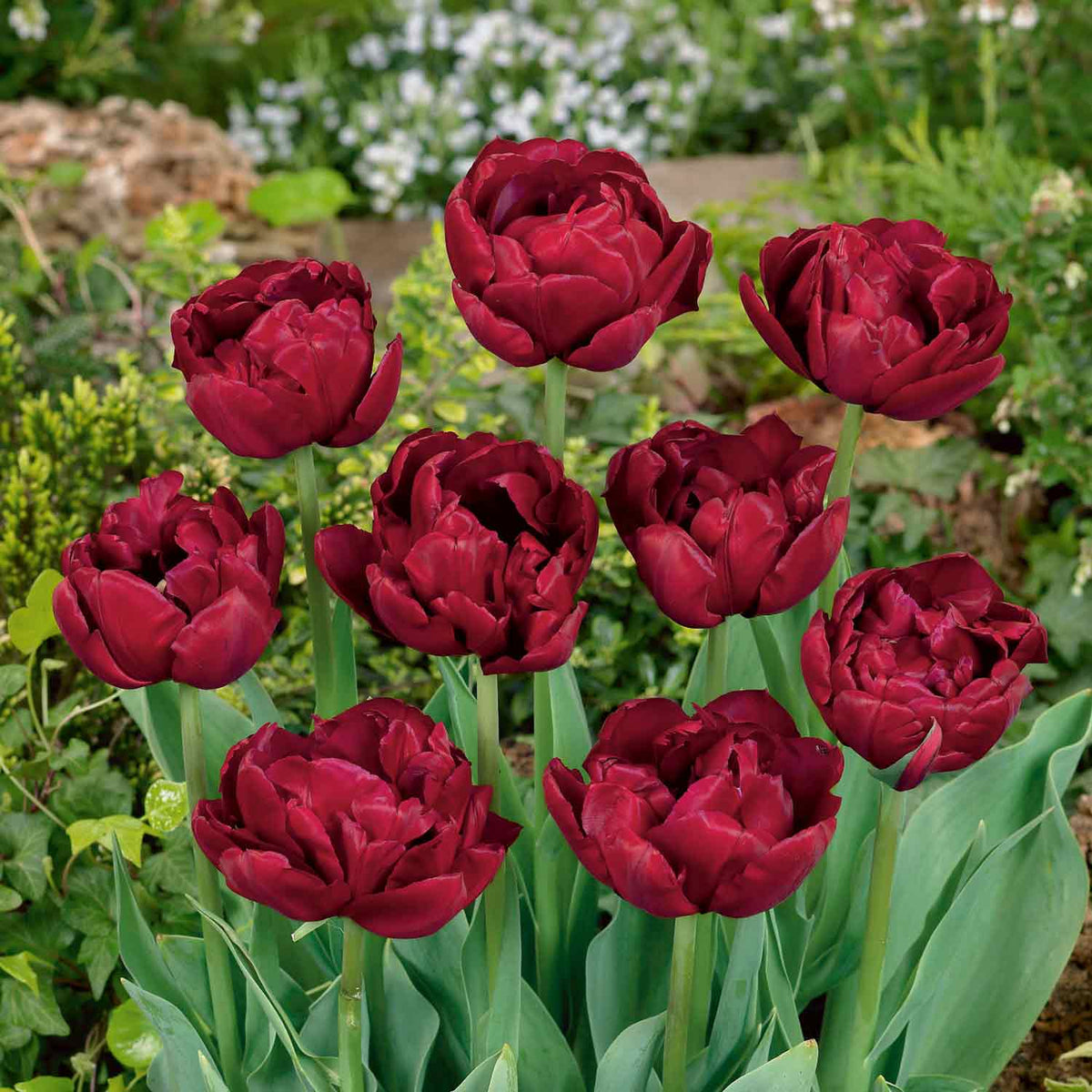 Tulip 'Antraciet' - 10 Bulbs | Buy Tulip Bulbs Online | Tulip Bulbs for ...