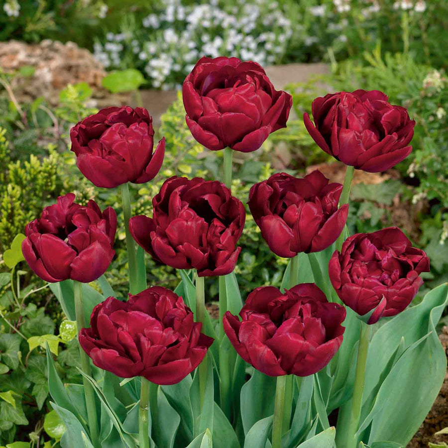 Tulip 'Antraciet' - 10 Bulbs | Buy Tulip Bulbs Online | Tulip Bulbs for ...