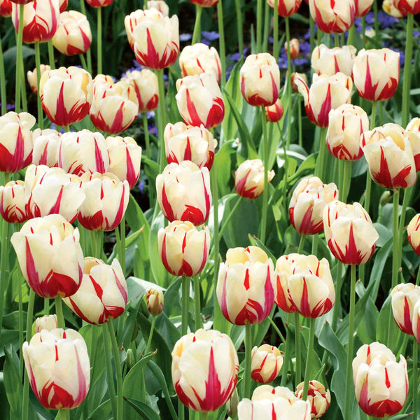 Tulip 'World of Expression' - 10 Bulbs