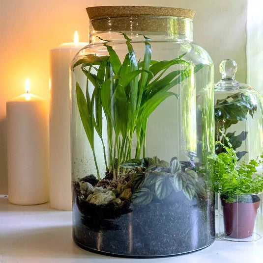 Glass Terrarium Jar Medium