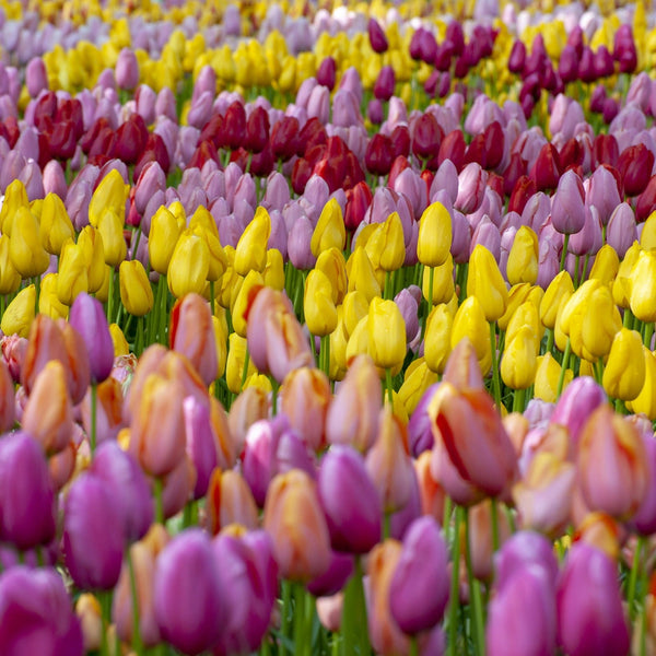 Tulip 'Triumph Mix' - 100 Bulbs