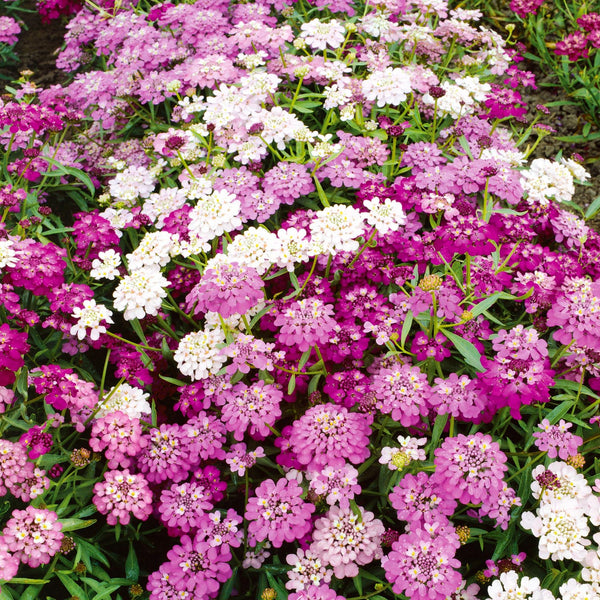 Candytuft Seeds 'Dwarf Fairy Mix'