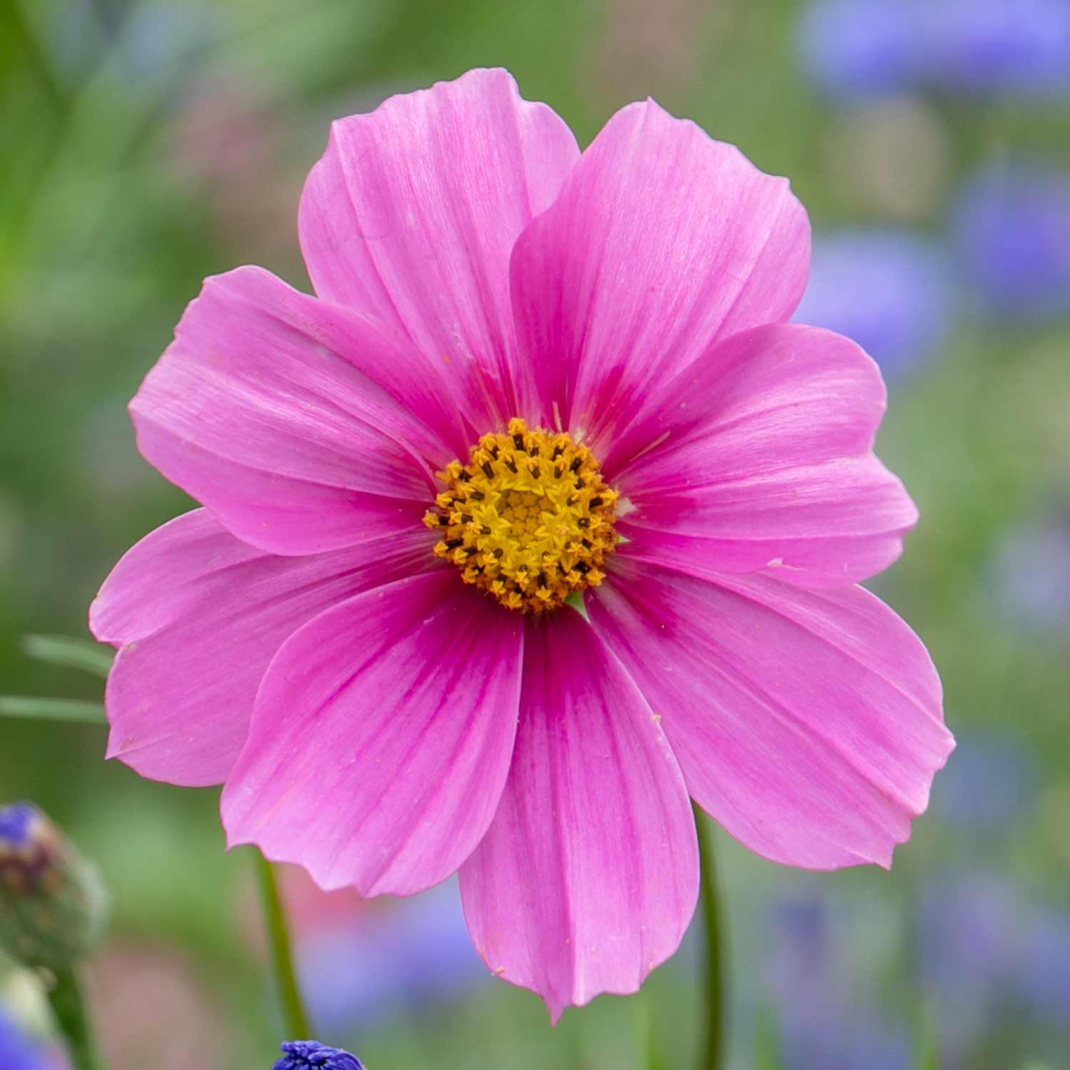 Cosmos Seeds 'Gazebo Mix' | Marshalls Garden