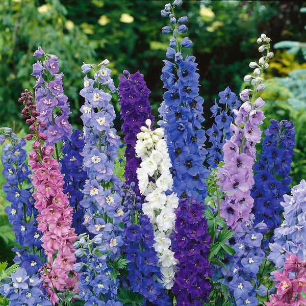 Delphinium Seeds 'Pacific Giants'