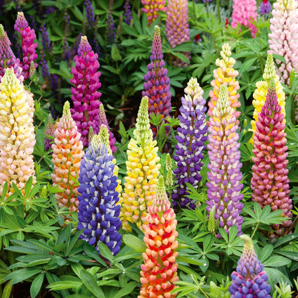 Lupin Seeds 'Russell Mix'