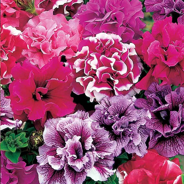 Petunia Seeds 'Duo Mix'